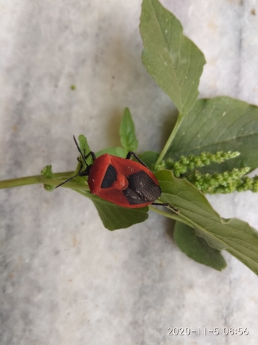 Coridius ianus
