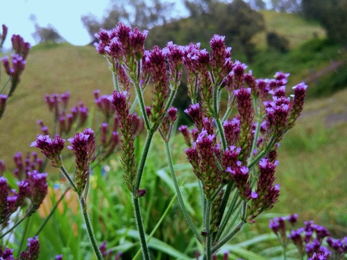 Brazilian Vervain