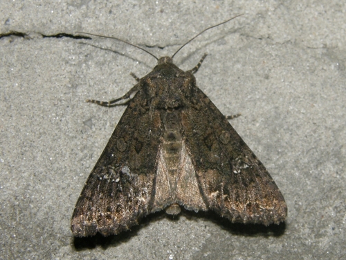Cabbage Moth