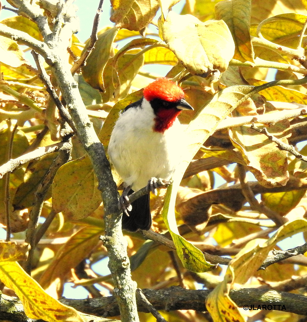 Masked Cardinal from Suba, Bogotá, Colombia on September 28, 2019 at 08 ...