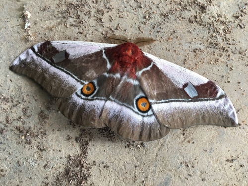Cabbage Tree Emperor