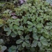Rhizomnium magnifolium - Photo (c) benandkerstyn, todos los derechos reservados, subido por benandkerstyn