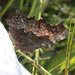 Polygonia gracilis gracilis - Photo (c) Michael King, todos los derechos reservados, subido por Michael King