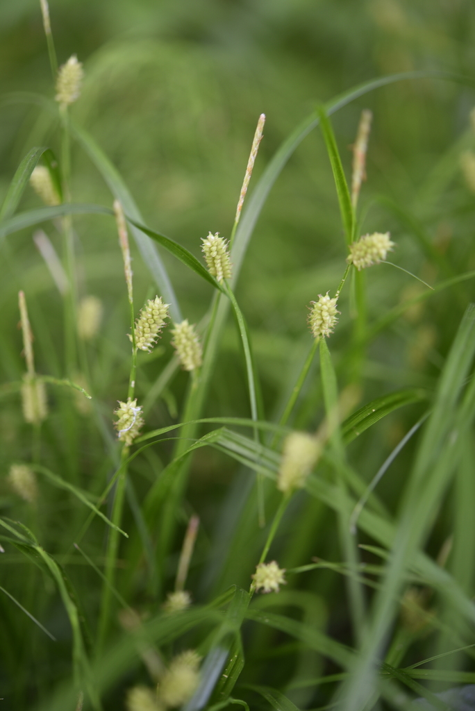 Carex aphanolepis (Carex aphanolepis)
