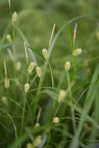 Carex aphanolepis