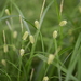 Carex aphanolepis - Photo (c) Yanghoon Cho, all rights reserved, uploaded by Yanghoon Cho