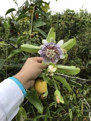 Passiflora laurifolia image