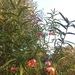 Dwarf Strawberry Bush - Photo (c) lotalota, all rights reserved