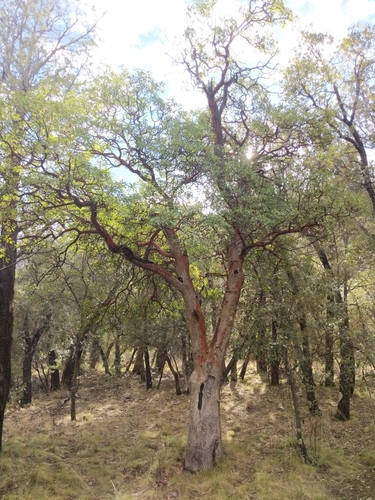 Arizona madrone