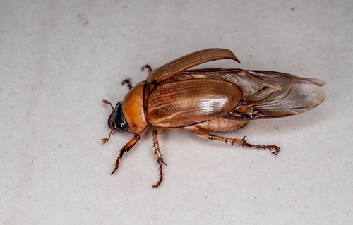 Genae Insect Genus Geniates · iNaturalist