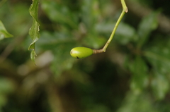 Image of Beilschmiedia costaricensis