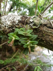 Image of Epidendrum schlechterianum