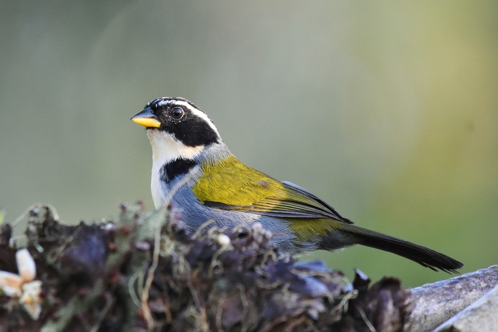 Half-collared Sparrow photo