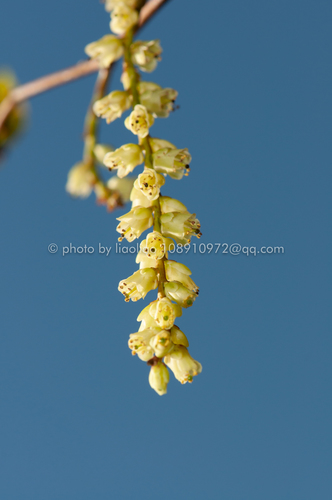 Stachyurus chinensis