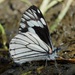Mariposa Blanca de Pino Mexicana - Photo (c) Peter DeGennaro, todos los derechos reservados, subido por Peter DeGennaro