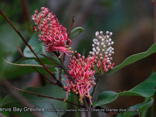 Grevillea macleayana (Mc Gill.) Olde & Marriott