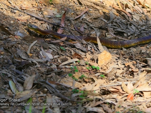 Tiger Snake sighting