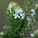 Coastal Rosemary - Photo (c) Charles Dove, all rights reserved, uploaded by Charles Dove