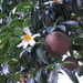 Crapnell's Camellia - Photo (c) Agnes Trekker, all rights reserved, uploaded by Agnes Trekker