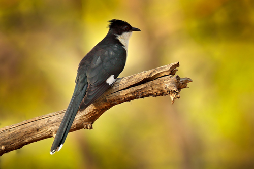 Pied Cuckoo