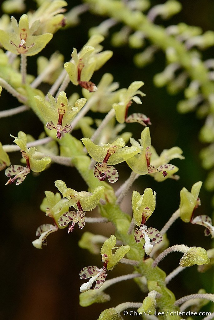 Mycaranthes oblitterata (Mycaranthes oblitterata)