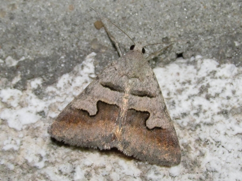 Drasteria caucasica Kolenati, 1846