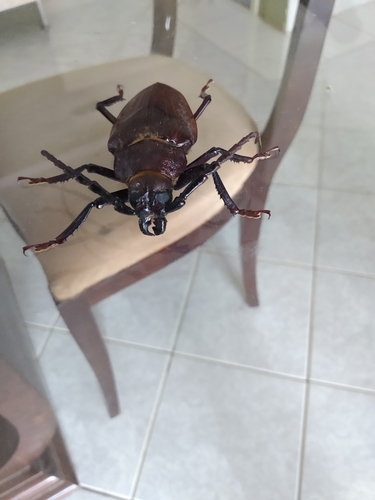 Apotrophus