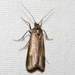 Hypochalcia dignella - Photo (c) Sergey D, all rights reserved, uploaded by Sergey D