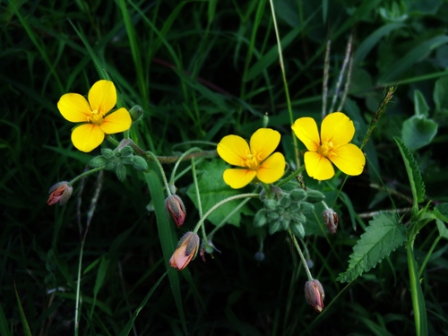 Paysonia lasiocarpa ssp. berlandieri