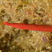 Notiocampus ruber - Photo (c) Andrew Trevor-Jones, todos los derechos reservados, subido por Andrew Trevor-Jones