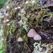 Mycena purpureofusca - Photo (c) Michelle C. Torres-Grant, todos los derechos reservados, subido por Michelle C. Torres-Grant