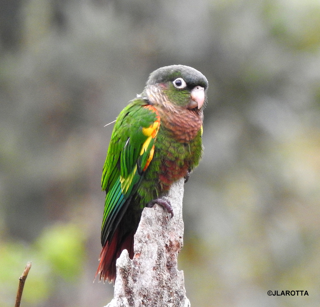 Brown-breasted Parakeet photo