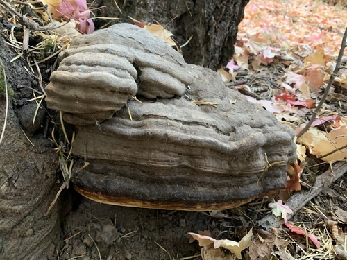 Schrenk's Red-Belt Conk