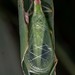 Oecanthus varicornis - Photo (c) DinGo OcTavious, todos los derechos reservados, subido por DinGo OcTavious