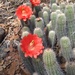 Echinocereus koehresianus koehresianus - Photo (c) Flérida Figueroa, todos los derechos reservados, subido por Flérida Figueroa