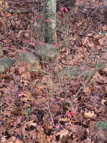 photo of Winged Euonymus (Euonymus alatus)