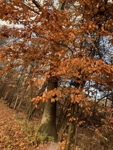 photo of American Beech (Fagus grandifolia)