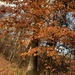 photo of American Beech (Fagus grandifolia)