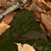 photo of (Bryopsida)