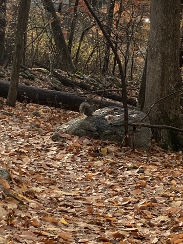 photo of Eastern Gray Squirrel (Sciurus carolinensis)