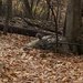 photo of Eastern Gray Squirrel (Sciurus carolinensis)