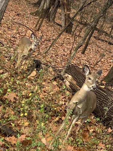 photo of White-tailed Deer (Odocoileus virginianus)