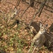 photo of White-tailed Deer (Odocoileus virginianus)