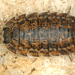 Trachelipodidae - Photo (c) gernotkunz, כל הזכויות שמורות, הועלה על ידי gernotkunz