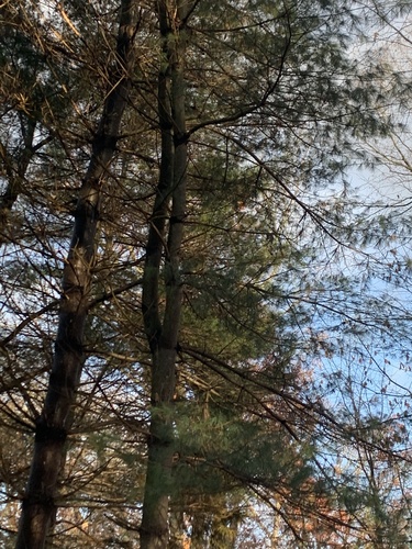 photo of Pine Family (Pinaceae)