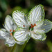 Parnassia grandifolia - Photo (c) j_albright, כל הזכויות שמורות