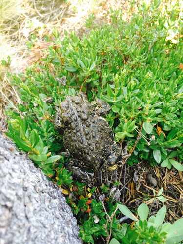 iNaturalist observation photo of Yosemite Toad
