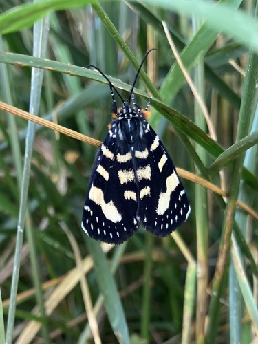Willow-herb Day-moth