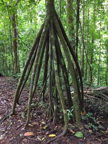 Socratea exorrhiza (Mart.) H.Wendl.