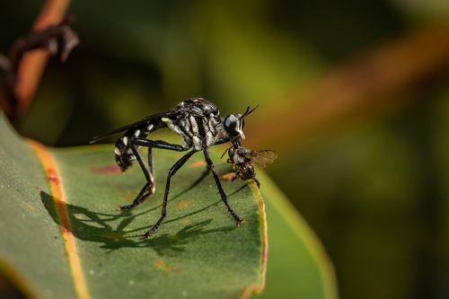 Chryseutria nigrina